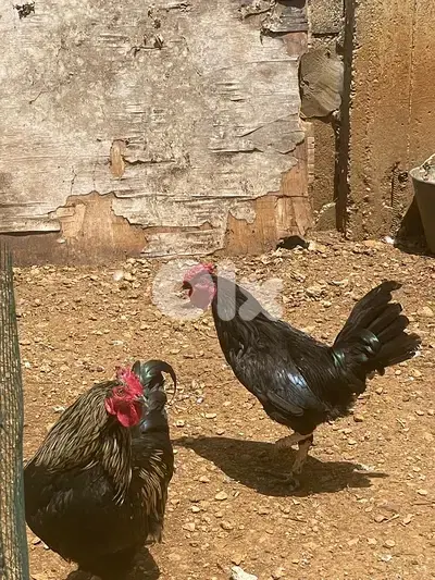 ديوك بلدي للبيع