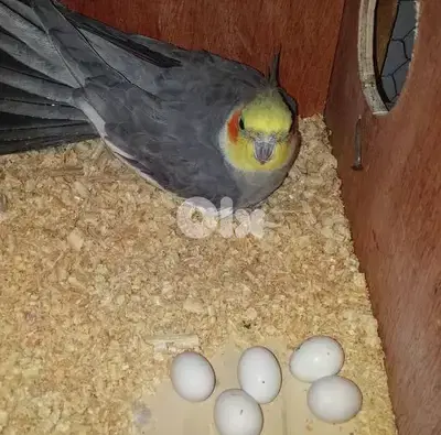 كروان