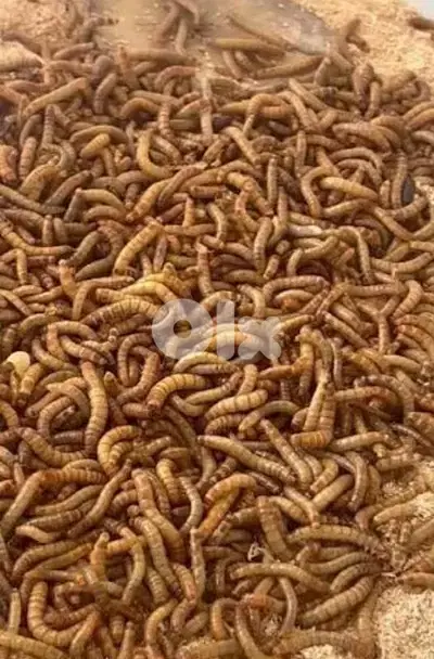 دود قبابي  دود الطحين