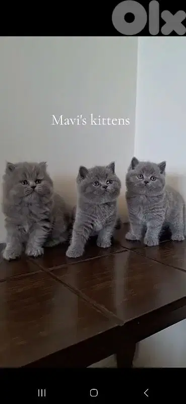 British shorthair & Scottish fold kittens for Sale