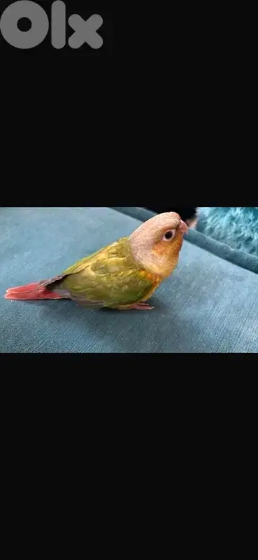 conure 5 months old فاطم