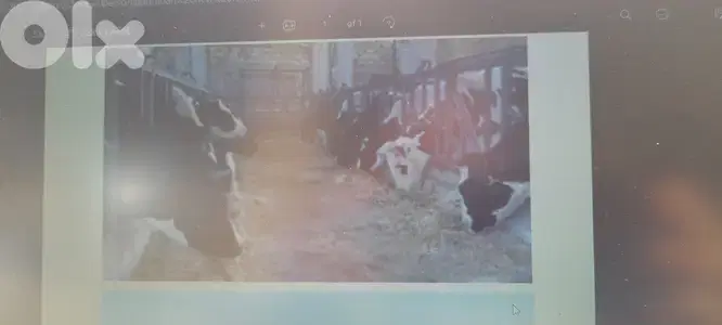 Cows Farm for sale in operation in Deir el Ahmar.