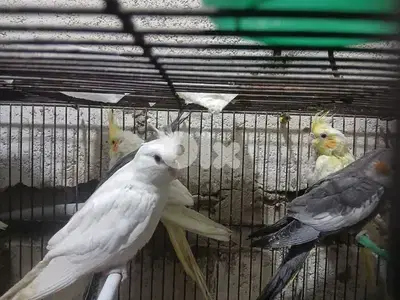 كروان /روز/ طيور جنة