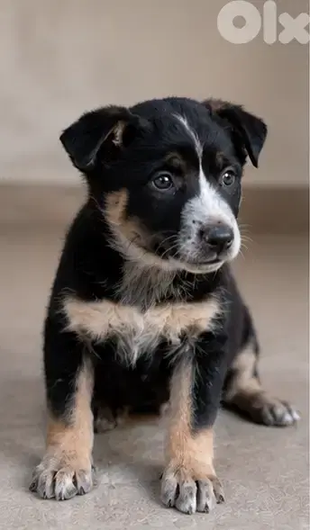 Puppy (Female) German Shepherd + Malinois