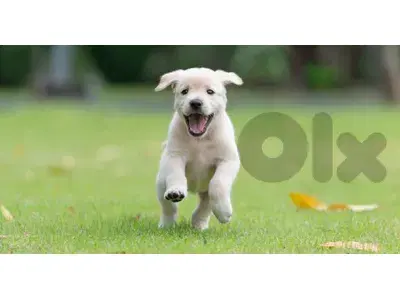 Puppy for Sale