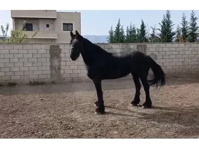 فيريزيان للبيع كلاس A فيريزيان للبيع كلاس A