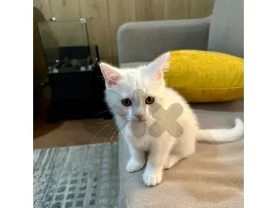 for adoption للتبني