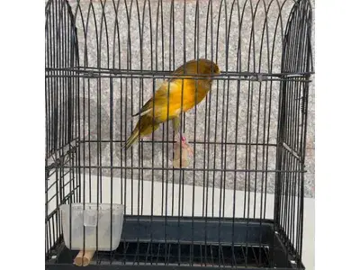 canary yorkshire female intensive كنار يورك