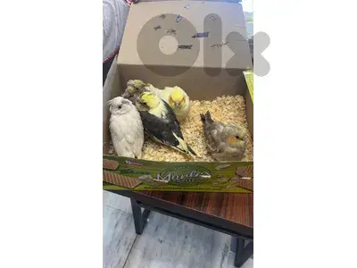 cocktail birds   كروانات تزقيم