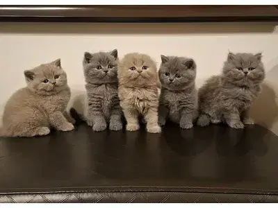 British shorthair & Scottish fold kittens for Sale