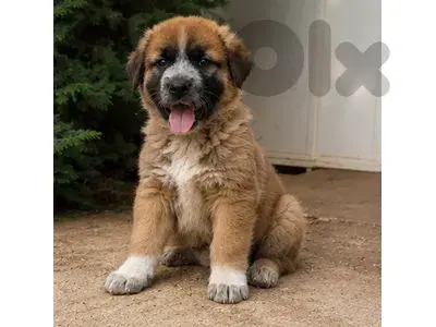 Puppy male German Shepherd x Malinois