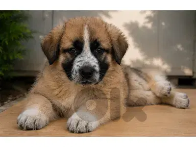 Puppy male German Shepherd x Malinois