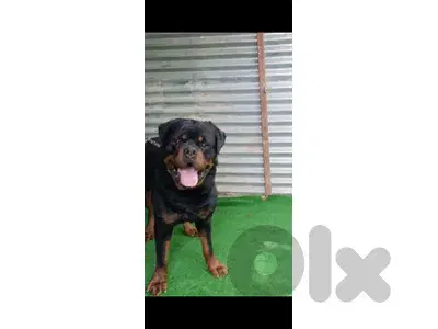 rottweiler serbian