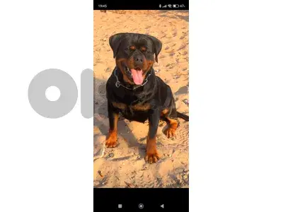 rottweiler serbian