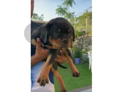 Best Rottweiller in lebanon