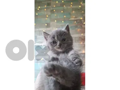 للبيع