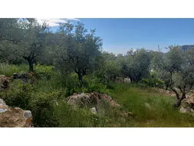 lands for sale in Douma "أرض لقطة في دوما