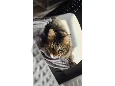 Cat for adoption