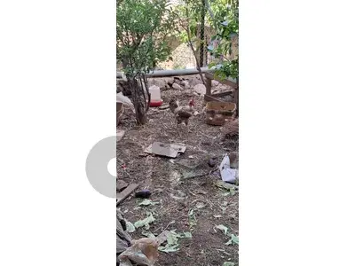 ديوك للبيع