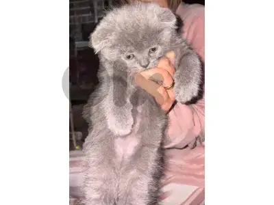 scottish fold