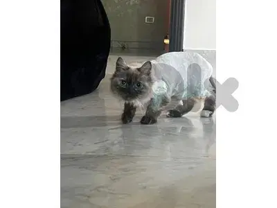 بشامون
