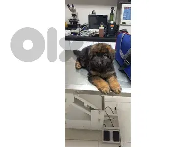 GSD Big paws for sale GSD Big paws for sale
