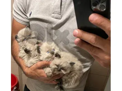 Persian and Himalayan kitten-new Born-House Raised