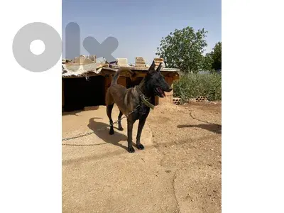 malinois pure female