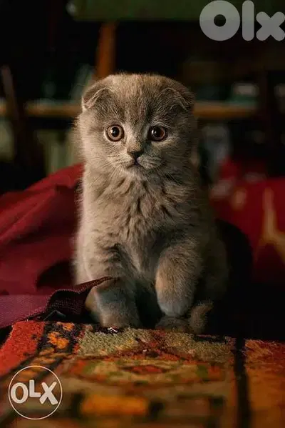 Scottish Fold Cutie Baby Kittens