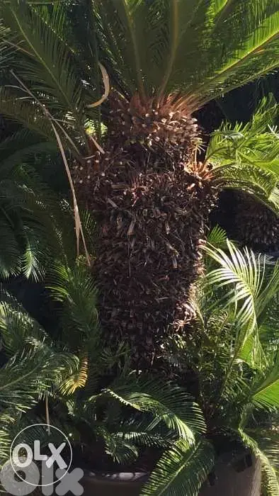 cycas 1,8 m سيكا مميزة ثلاث رؤوس ١،٨ م