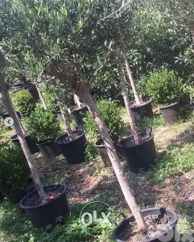 Italian Olive for gardens زيتون إيطالي