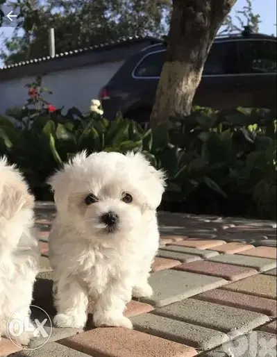 Bichon Small Size Puppies in Store/ dog كلاب