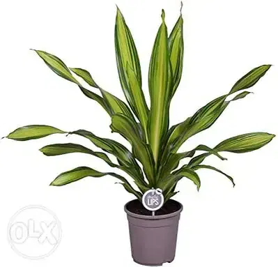 Golden flame dracaena
