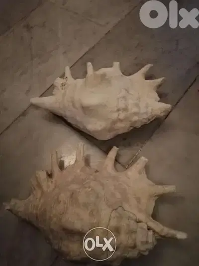 صدف .