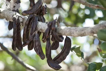 Carob tree شجر خروب