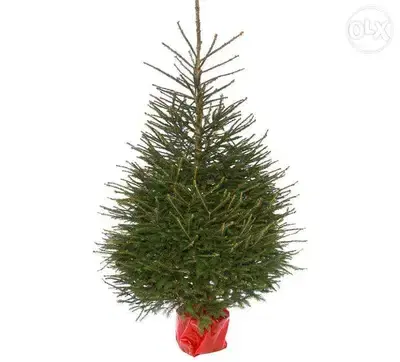 Natural living rooted Christmas tree شجر ميلاد طبيعي