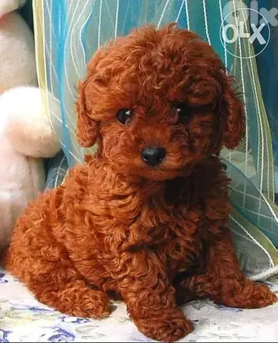Dark Red Toy Poodle DELIVERY dog كلاب