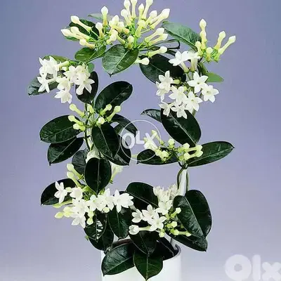 Stefanotis Jasmine