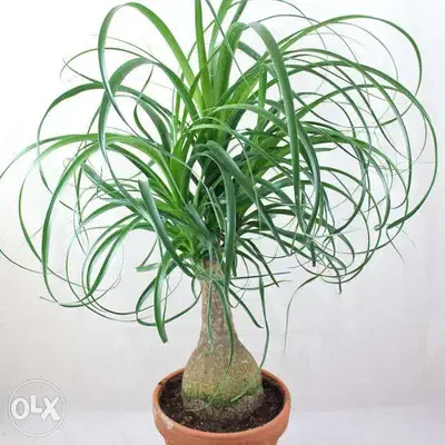 Elephant Foot Palm - beaucarnea