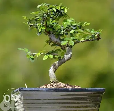 Carmona bonsai from Japan special price exclusive in lebanon