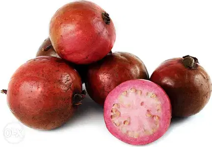 brazilian guava trees غوافه برازيلي أشجار