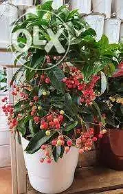 Ardisia plant / gift idea