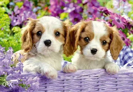 King Charles Cavalier puppies/dog كلاب / Delivery Available