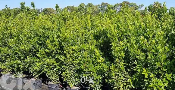 Italian Laurel trees شجر غار إيطالي