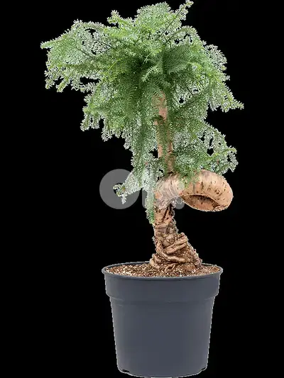 Australian pine bonsai