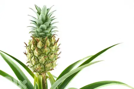 Thai Pineapple