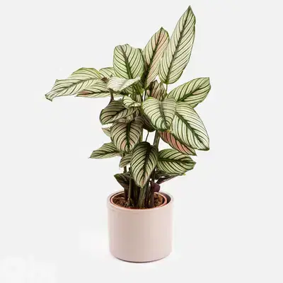 White Calathea
