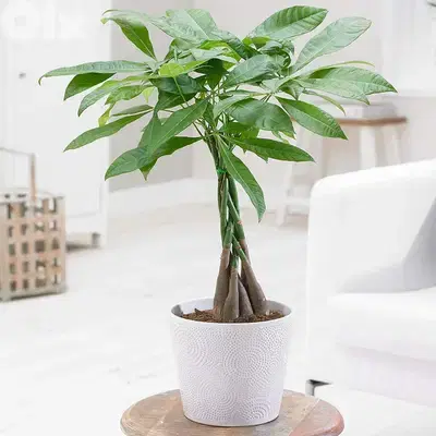 Pachira money tree Bonsai