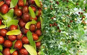 Jujube fruit tree شجر العناب المثمر