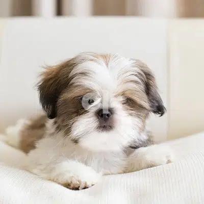 Lovely Shih Tzu Puppies Amazing character dog كلاب